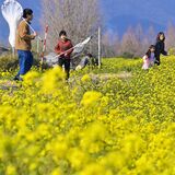 虫取り網を手に子どもら散策　渡良瀬遊水地で菜の花見頃　４月には桜と共演も
