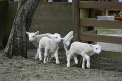 【夕刊】那須どうぶつ王国でヒツジの赤ちゃん公開