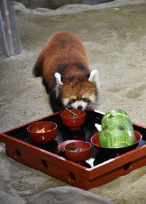 レッサーパンダの「お食い初め」
