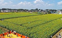 野木でひまわりフェス　30万本満開