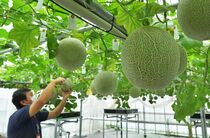 「宙飛ぶメロン」収穫期に　那須塩原