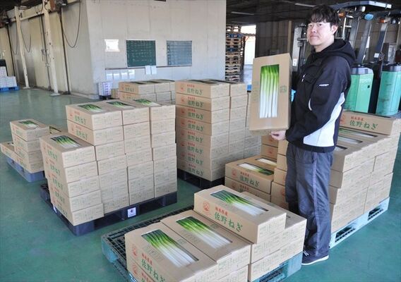 出荷される市産ネギ。品質の良さで評価されている