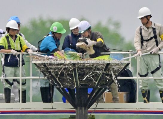 足輪装着のため、コウノトリのひな（中央）を捕獲する飼育員ら＝23日午前10時10分、小山市下生井