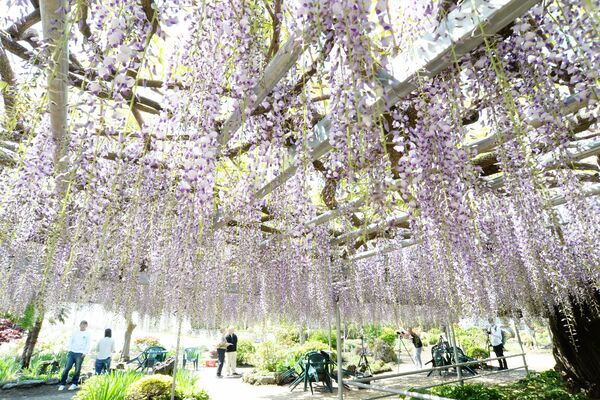 見頃を迎えた「上籠谷のフジ」（超広角レンズ使用）