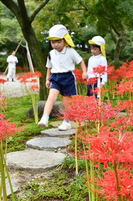 ヒガンバナが咲く境内を散歩する園児