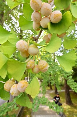黄色く色づき秋の装いを見せるギンナン＝15日午前11時10分、宇都宮市元今泉５丁目