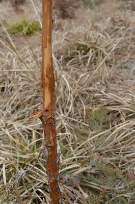 シカの角研ぎで皮がはがれたスギの苗木