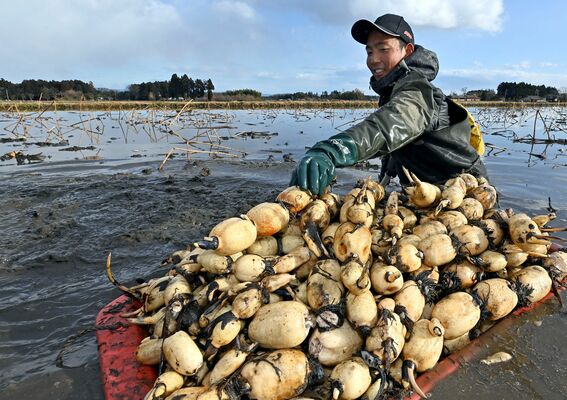 畑で大きく育ったレンコンを冷たい水に入って収穫する人見公也さん＝15日午後３時20分、那須塩原市高林