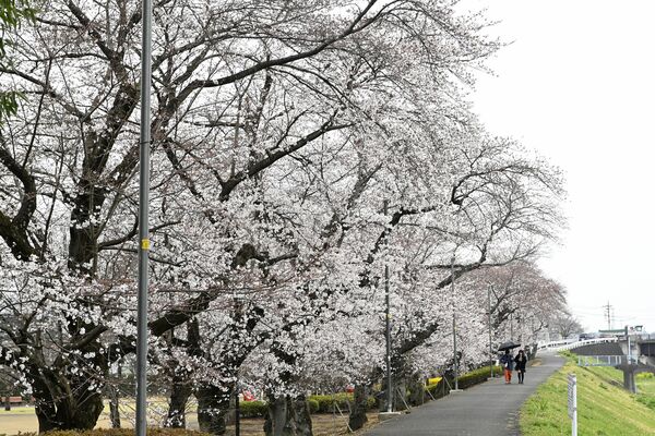 壬生町の東雲公園は五分咲きほど＝４月３日午後