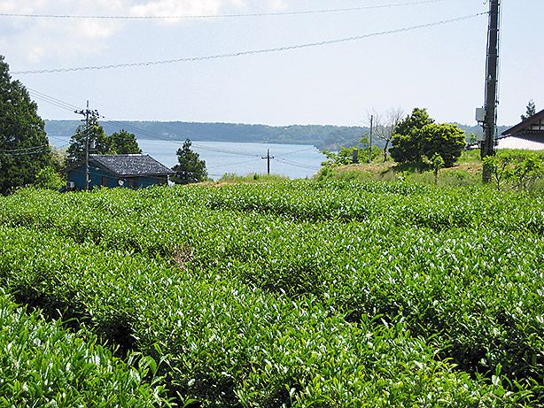 七尾湾を望む能登島曲町の茶畑（提供写真）