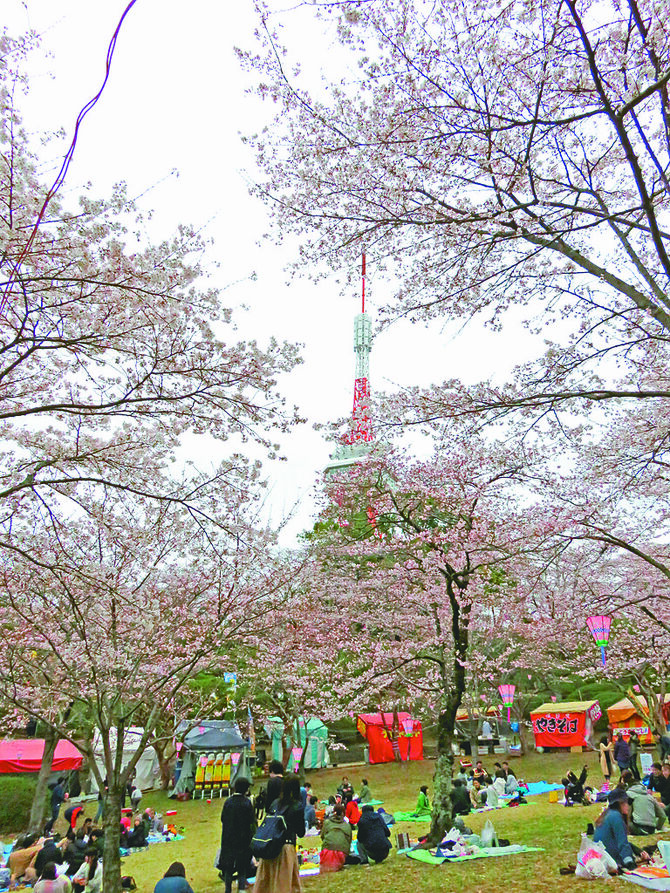 八幡山公園提供