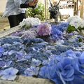 手水舎にアジサイで涼やかに さくら・今宮神社 来月まで特別御朱印頒布も