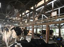 乳量減る牛、死も増加
