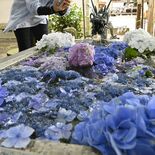 手水舎にアジサイで涼やかに　さくら・今宮神社　来月まで特別御朱印頒布も