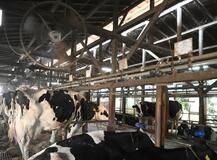 乳量減る牛、死も増加