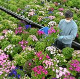 門出を彩るサイネリア　小山で出荷準備が進む【動画】