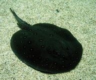 アマゾンの美しいエイ