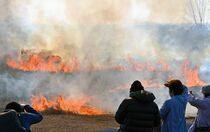 ２年ぶりのヨシ焼き