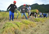 鹿沼の田んぼの学校で稲刈り
