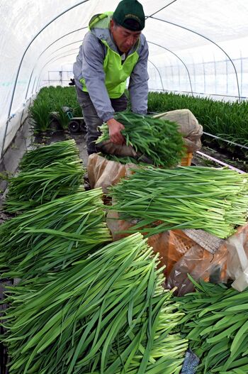 色鮮やか旬の味、冬ニラ収穫「一番刈り」最盛期 鹿沼｜県内主要,地域の