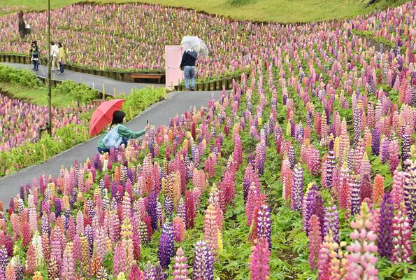 色とりどりの花を咲かせるルピナス＝24日午後１時、鹿沼市茂呂
