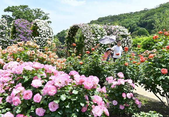 園内を彩るバラ