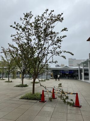 主枝が折られた樹木（宇都宮市提供）