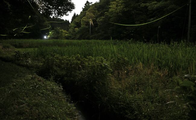 中池見湿地を飛び交うホタル＝６月１２日午後８時４０分ごろ、福井県敦賀市樫曲（３０秒間露光）