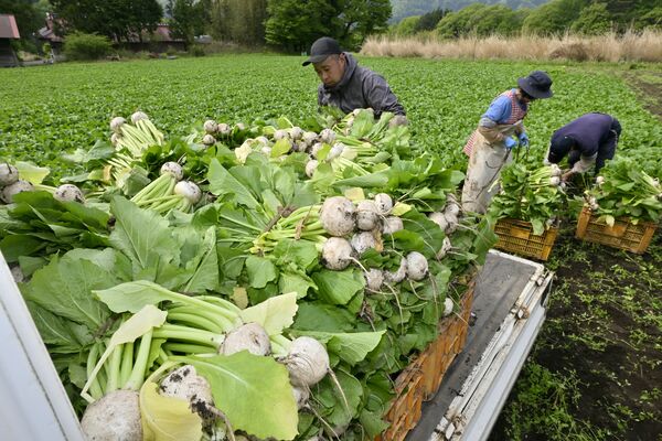 最盛期を迎えた「塩原かぶ」の収穫作業=16日午前8時15分、那須塩原市中塩原