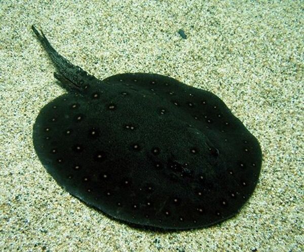 アマゾン大水槽のモトロ