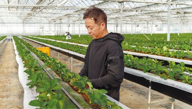 今季初出荷に向けて準備を進める岡本さん