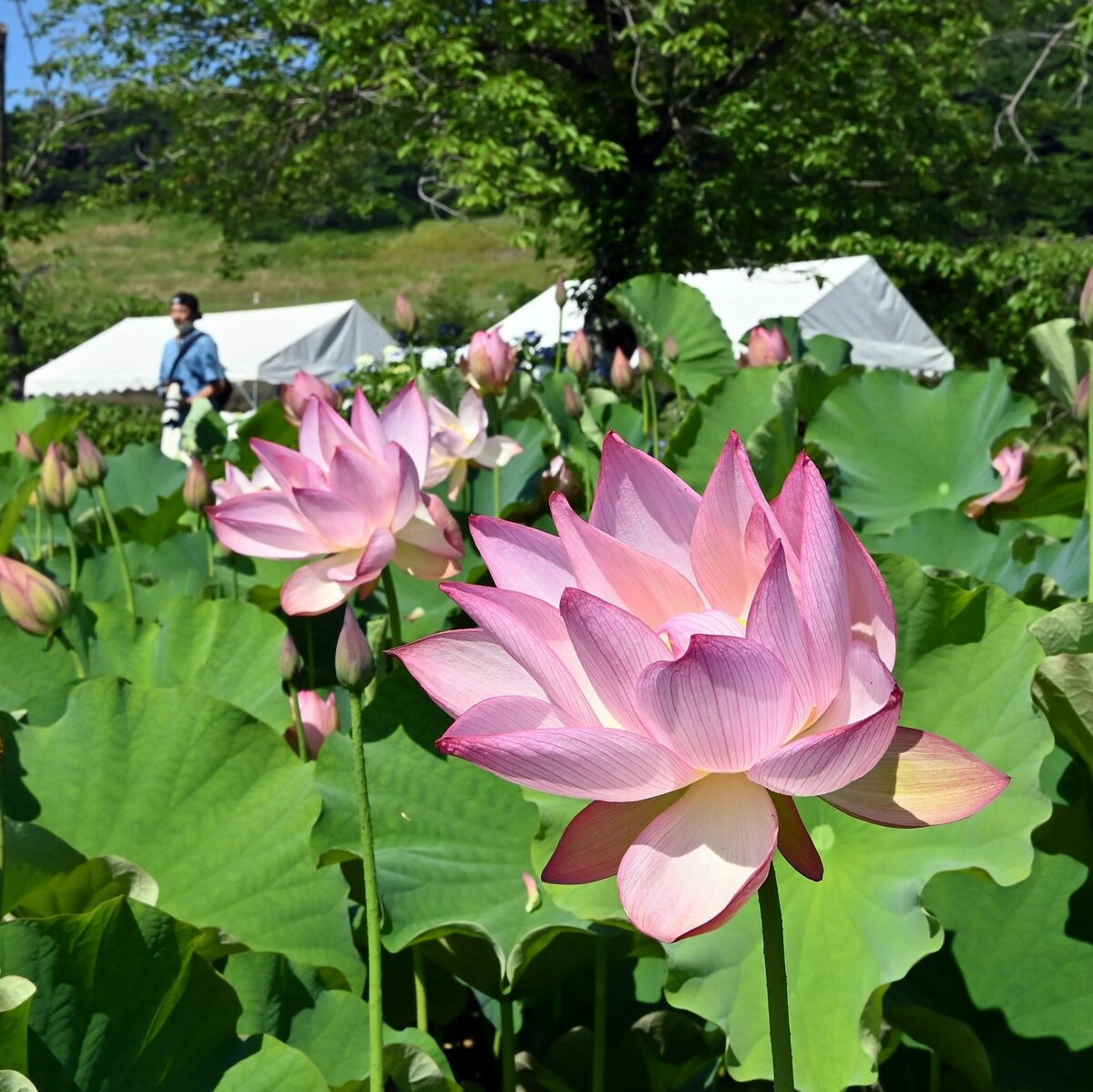 栃木・つがの里でハス見頃 ピンクの花、園内彩る｜県内主要,地域の話題