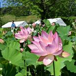 栃木・つがの里でハス見頃　ピンクの花、園内彩る
