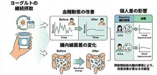 ヨーグルトの継続摂取による血糖コントロール改善と、腸内細菌叢の関与を、…