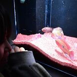ルビーやヒスイ色…暗闇に輝く生き物たちを展示　大田原・なかがわ水遊園で…