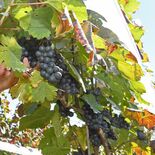 おいしい赤ワインにな～れ　那須塩原でブドウ収穫【動画】