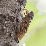 セミの鳴き声、聞こえない...？　少雨と高温影響　羽化のタイミング逃し…