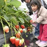 今季のイチゴ狩りスタート　真っ赤な旬の味覚を堪能　真岡・井頭観光いちご園