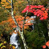 名瀑に赤黄の彩り　奥日光「竜頭の滝」で紅葉見頃【動画】