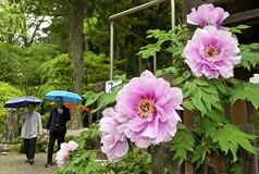 妙雲寺でボタン見頃
