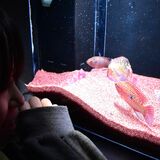 ルビーやヒスイ色…暗闇に輝く生き物たちを展示　大田原・なかがわ水遊園で冬の企画展