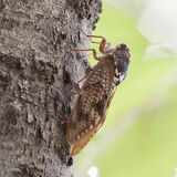 セミの鳴き声、聞こえない...？　少雨と高温影響　羽化のタイミング逃したか　「暑すぎ鳴かない」研究も