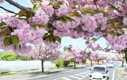 遅咲きで感動再び