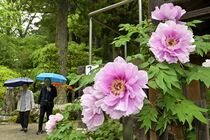 妙雲寺でボタン見頃