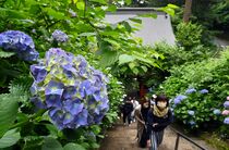 栃木でアジサイ見頃