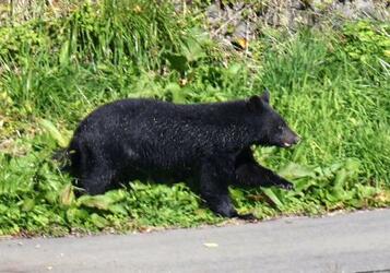 クマ攻撃、うつぶせで重症化回避