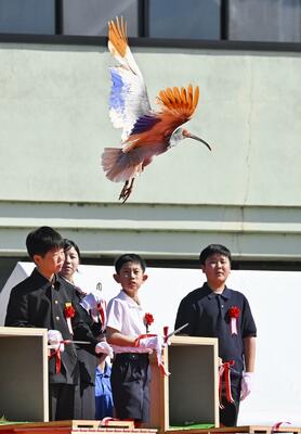 石川県羽咋市で行われた本州で初めてとなるトキの放鳥で、子どもたちに空へ放たれるトキ＝31日午後