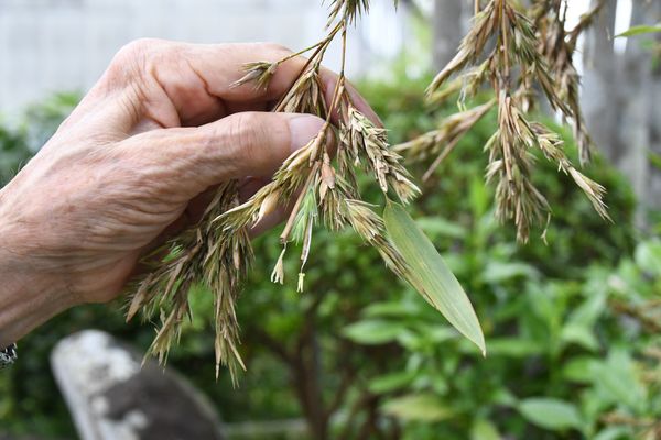 鈴木さん方で咲いたクロチクの花＝７月上旬、益子町大沢