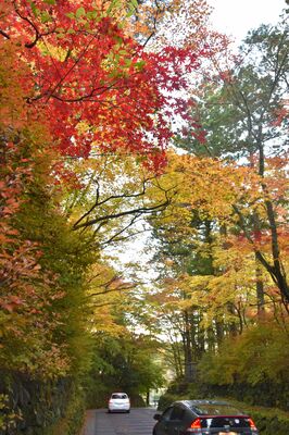 紅葉の見頃を迎えた華蔵院の坂