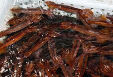 スルメイカ漁獲枠、２・５倍へ